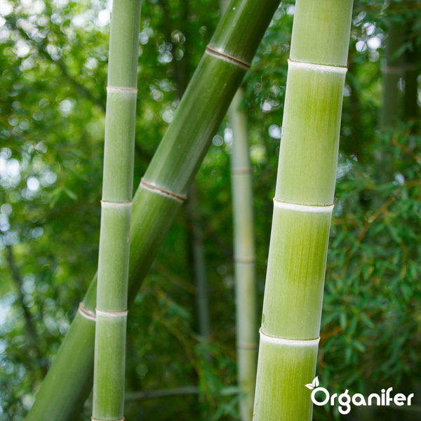 Grüne Bambusstäbe im Garten, Organifer Logo.