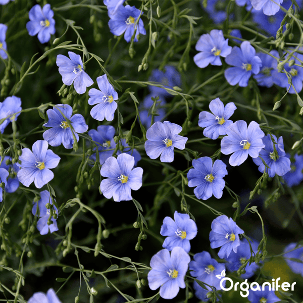 Nahaufnahme von blau blühendem Lein im Garten mit Organifer Logo.