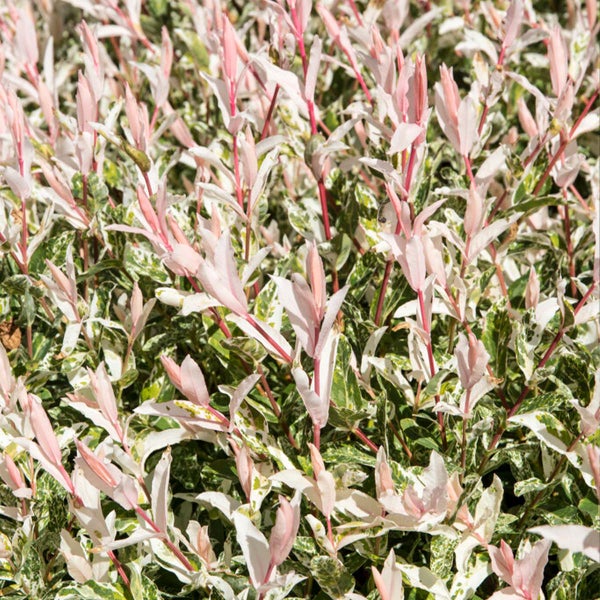 Bloomique - 2er Set - Salix Flamingo - Harlekinweide - Winterharte Balkonpflanzen - Gartenpflanzen Winterhart - Höhe 60-80 cm - Topf 17 cm