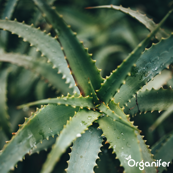 Aloe Vera Pflanze mit fleischigen, gezackten Blättern. Organifer Logo.