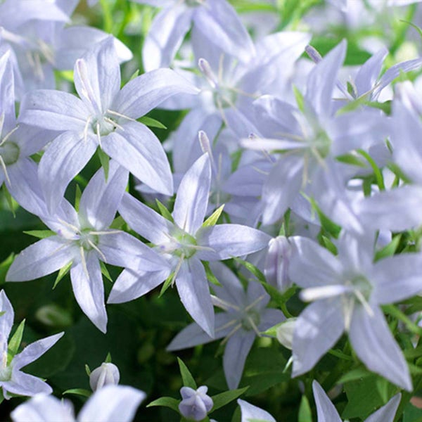 Bloomique - 3er-Set - Campanula Ambella White - Glockenblume - Bodendecker - Gartenpflanzen - Winterhart - Tierfreundlich - 10-20 cm Hoch - Topf 10,5 cm