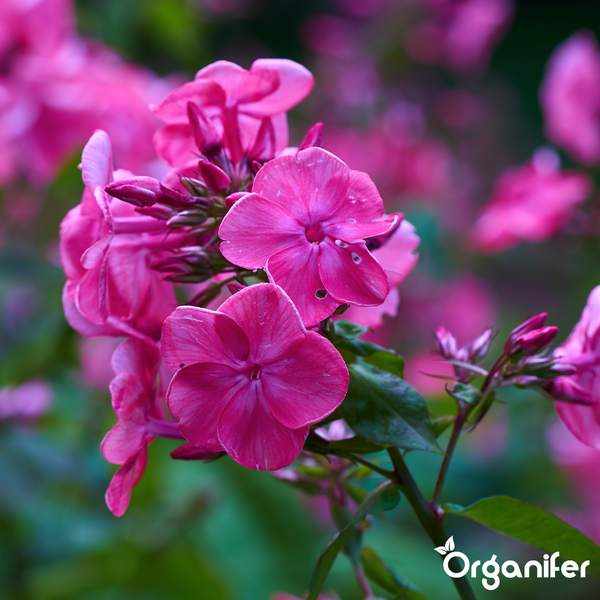 Hohe Flammenblume Phlox paniculata mit hellvioletten Blüten. Organifer Logo.