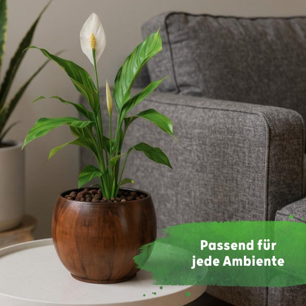 Einblatt Zimmerpflanze im runden Holztopf auf einem weißen Tisch neben einem grauen Sofa in einem hellen Wohnzimmer, passend für jedes Ambiente.