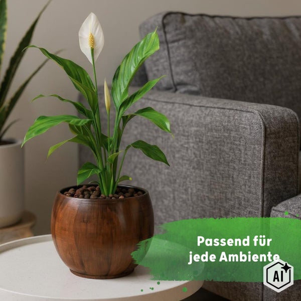 Einblatt Zimmerpflanze im runden Holztopf auf einem weißen Tisch neben einem grauen Sofa in einem hellen Wohnzimmer, passend für jedes Ambiente.