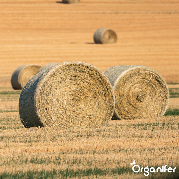 Mehrere runde Strohballen auf einem abgeernteten Feld mit Organifer Logo.