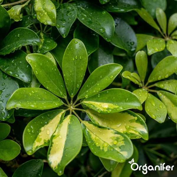 Nahaufnahme von grün-gelb panaschierten Schefflera-Blättern mit Wassertropfen. Organifer Logo.