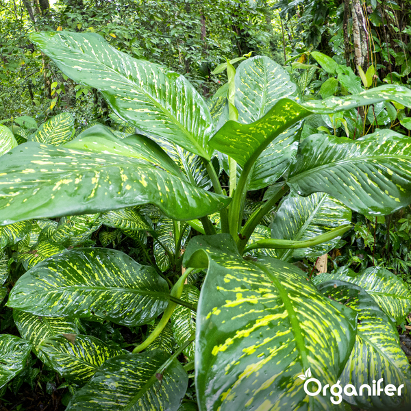 Dieffenbachia Pflanze mit großflächig gemusterten Blättern in einer üppigen natürlichen Umgebung, Organifer Logo.