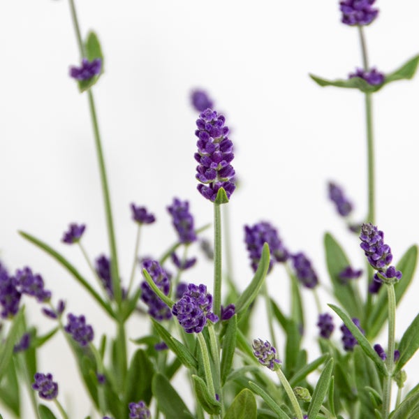 Bloomique - 6er-Set - Lavandula Angustifolia - Lavendelpflanze - Gartenpflanzen - Winterhart - 15-20 cm Hoch - Topf 10,5 cm