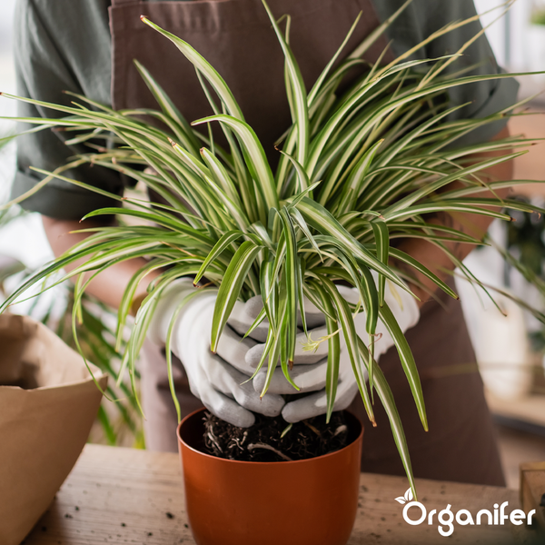 Eine Person mit Gartenhandschuhen topft eine Grünlilie in einen Pflanztopf auf einem Holztisch um. Organifer Logo.