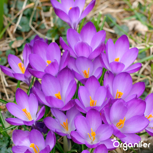 Violette Krokusse in voller Blüte mit gelben Staubgefäßen, Organifer Logo.