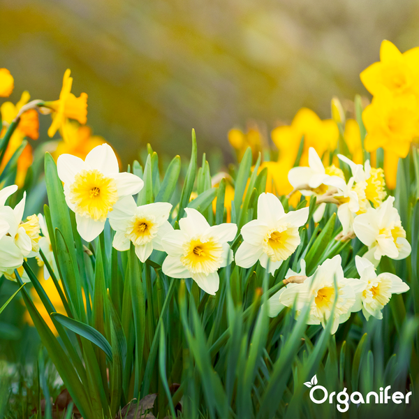Weiße Narzissen mit orangefarbener Mitte in einem Garten, Organifer Logo