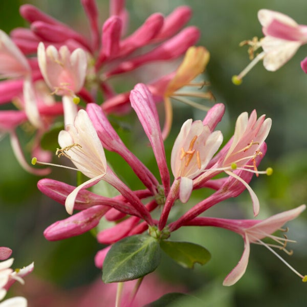 Bloomique - 2er-Set - Lonicera Heckrottii Goldflame - Geißblatt - Rot, Gelb - Kletterpflanzen - Gartenpflanzen - Winterhart - Topf 15 cm - 70-80 cm hoch