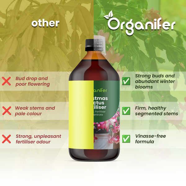 Organifer Weihnachtskaktus-Dünger im Vergleich zu anderen Produkten, zeigt Vorteile wie starke Knospen, kräftige Stiele und eine vinassefreie Formel.