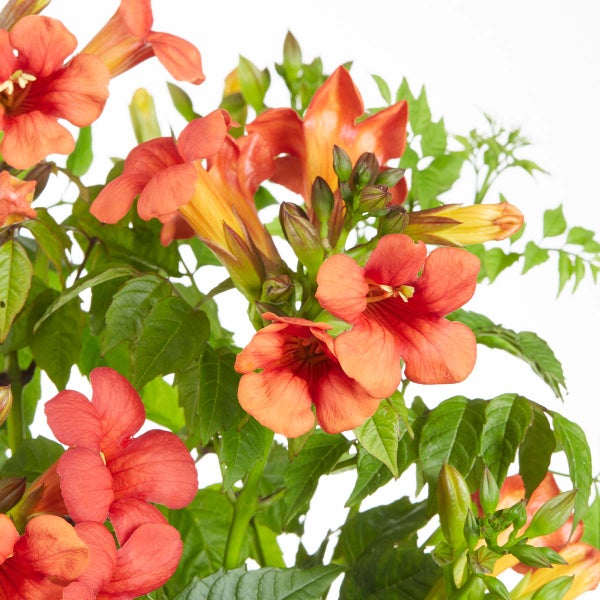 Bloomique - Campsis Radicans Flamengo - Trompetenblume - Rot - Kletterpflanzen - Gartenpflanzen - Winterhart - 50-70 cm Hoch - Topf 15 cm