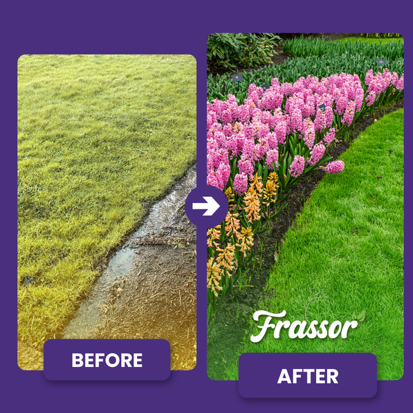 Vorher-Nachher-Vergleich von lückigem Rasen und dichtem grünem Rasen mit Blumenbeet, Frassor Logo.