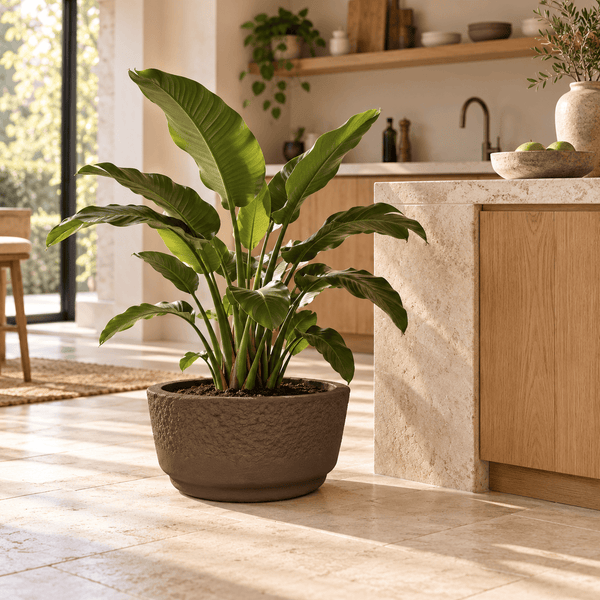 Große Zimmerpflanze Strelitzia nicolai in einem runden strukturierten Pflanzkübel auf einem hellen Fliesenboden in einer modernen Küche.