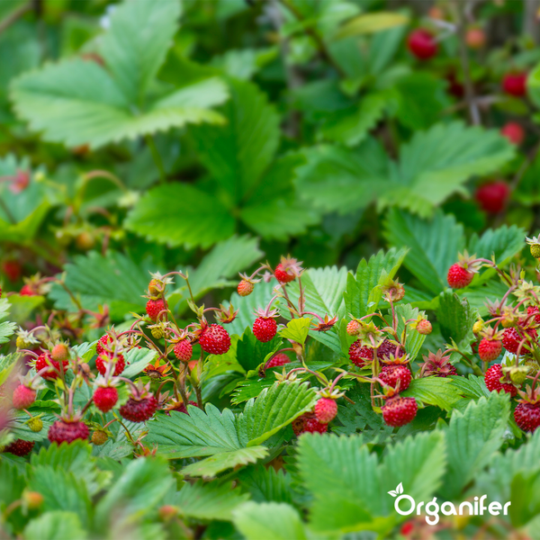 Obstsaatgutpaket - 13 Arten - Organifer