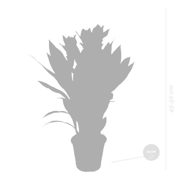 Kurkuma Siam | Tulpenpflanze pro 2 Stück - Außen- und Innenpflanze im Aufzuchttopf cm14 cm - ↕50 cm