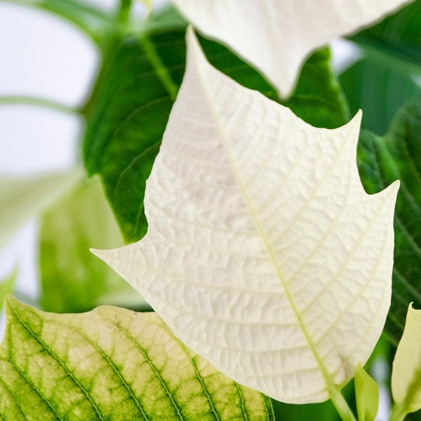 Schwarze Küchenarmatur mit flexiblem Auslauf