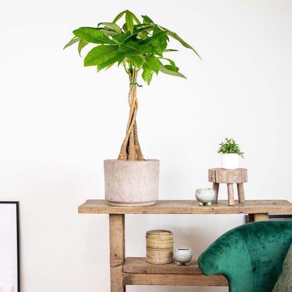 Bloomique - Pachira Aquatica - Glückskastanie - Zimmerpflanzen - Luftreinigend - Pflegeleicht - Höhe 50-60 cm - Topf 17 cm