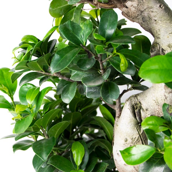 Bloomique - 2er Set - Ficus Ginseng - S-Shape - Bonsai Baum - Zimmerpflanzen - Pflegeleicht - Luftreinigend - Höhe 30-40 cm - Topf 17 cm
