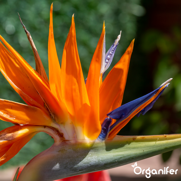 Nahaufnahme einer Paradiesvogelblume Strelitzie mit orangefarbenen und blauen Blütenblättern und Organifer Logo.