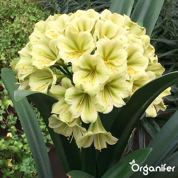 Gelbe Clivia miniata mit trichterförmigen Blüten und dunkelgrünen, schwertförmigen Blättern. Organifer Logo.