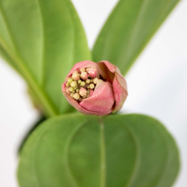 Medinilla magnifica 'Lambada' – Zierblume – Zimmerpflanze – Pflegeleicht – ⌀14 cm - ↕35-45 cm