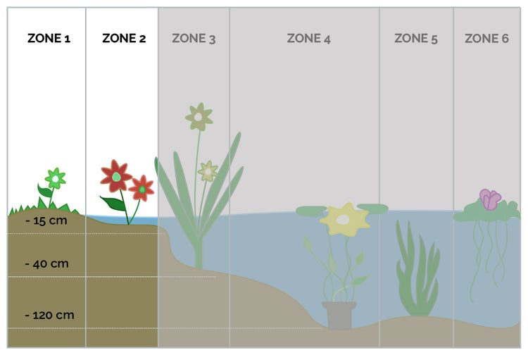 Lysimachia nummularia pro 3 Stück | Wassernabel - Teichpflanze im Anzuchttopf ⌀9 cm - ↕10-20 cm