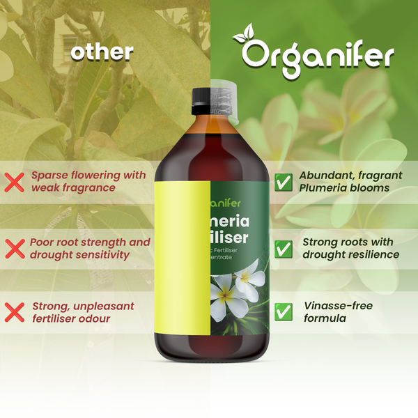 Organifer Logo. Plumeria Dünger im Vergleich: Üppige Blüten, starke Wurzeln, Trockenresistenz und vinassefreie Formel.