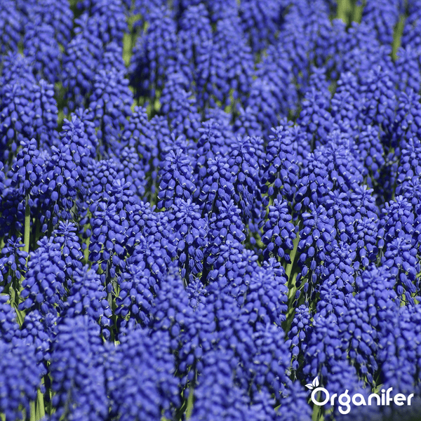 100 Muscari Armeniacum Zwiebeln (XXL-Zwiebelgröße 9/10 cm) - Organifer