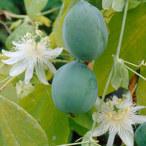Bloomique - Passiflora Constance Elliot - Passionsblume - Weiß - Kletterpflanzen - Gartenpflanzen - Winterhart - 50-70 cm Hoch - Topf 15 cm