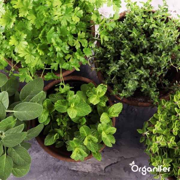 Salat-Saatgutpaket - 20 Arten - Organifer