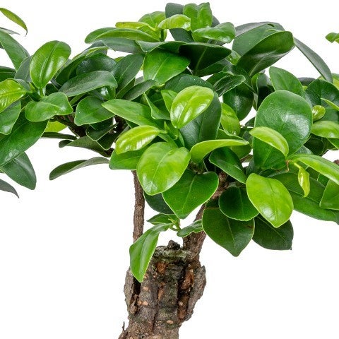Bloomique - 2er Set - Ficus Ginseng - Bonsai Baum - Zimmerpflanzen - Pflegeleicht - Luftreinigend - Höhe 20-30 cm - Topf 12 cm