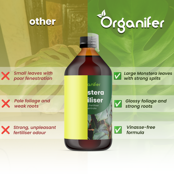 Organifer Logo und Flasche Monstera Dünger im Vergleich: Fördert große, glänzende Blätter und starke Wurzeln mit vinassefreier Rezeptur.