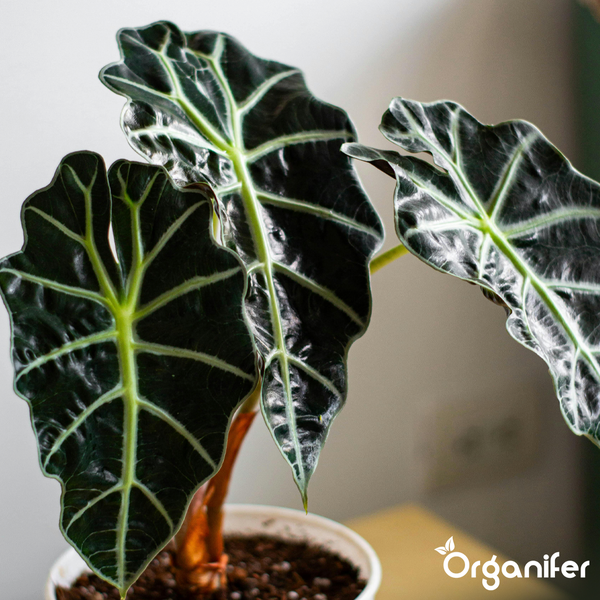 Alocasia Amazonica Zimmerpflanze mit großen, dunkelgrünen Blättern und markanten hellen Blattadern im weißen Topf. Organifer Logo.