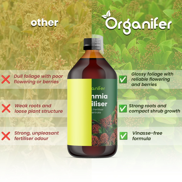 Organifer Skimmia Flüssigdünger Vergleich mit Vorteilen wie glänzendem Laub, zuverlässiger Blüte, starken Wurzeln und vinassefreier Formel.
