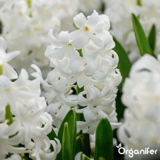 Nahaufnahme einer weißen Hyazinthe mit grünen Blättern