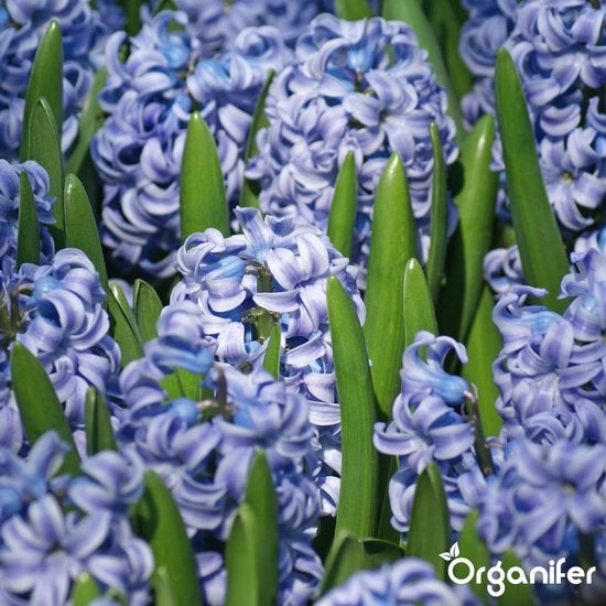 Nahaufnahme von blühenden Hyazinthen mit grünen Blättern