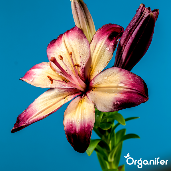 Nahaufnahme von Lilienblüten und Knospen in einem Garten mit Organifer Logo.