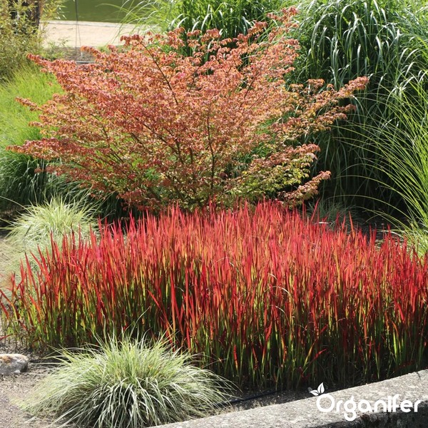Gartenbeet mit Japanischem Blutgras, Segge und einem herbstlichen Strauch. Organifer Logo.