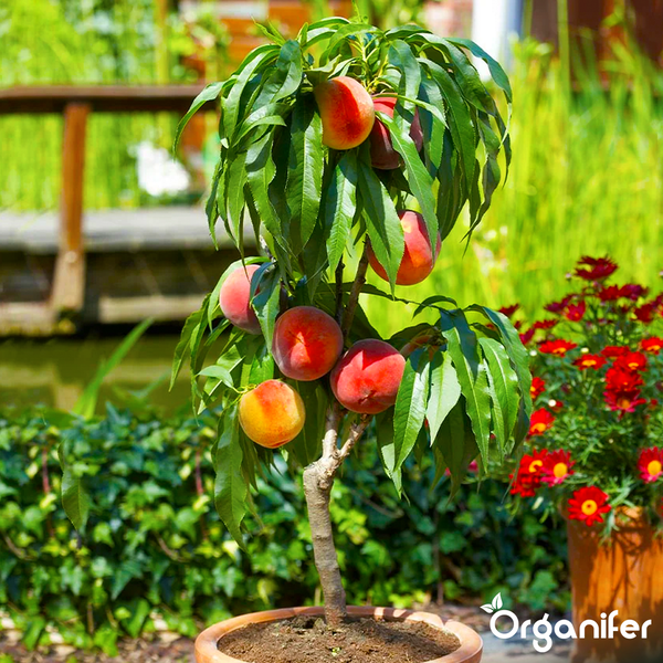 Zwergpfirsichbaum mit reifen Früchten im Pflanztopf im Garten. Organifer Logo.
