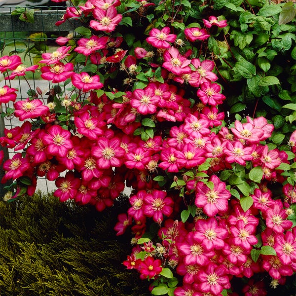 Bloomique – 2er-Set – Clematis Ville de Lyon – Waldrebe – Dunkelrosa – Kletterpflanzen – Gartenpflanzen – Winterhart – Topf 15 cm – 70–80 cm hoch