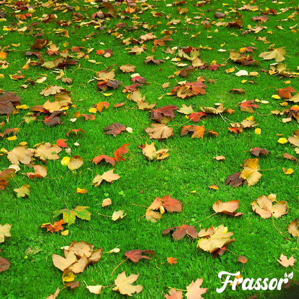 Grüner Rasen mit herabgefallenen Herbstblättern und Frassor Logo.