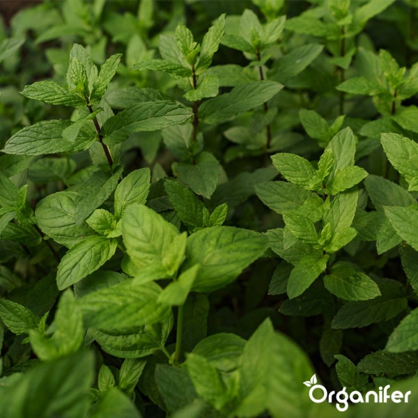 Nahaufnahme von frischer Minze, ideal für Kräutergarten und Küche