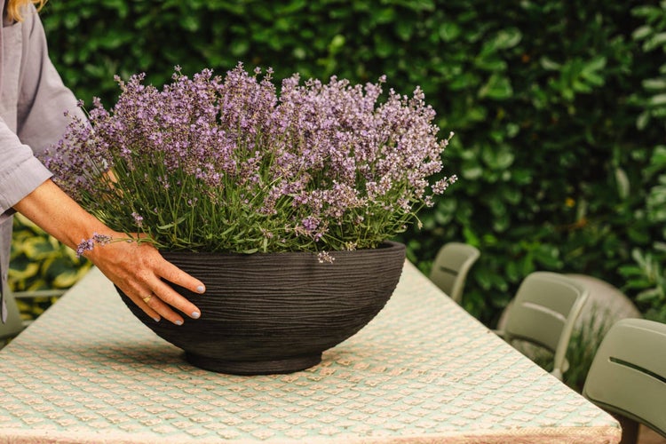 Eine Person platziert eine große Pflanzschale mit Lavendel auf einem Gartentisch vor einer Hecke.