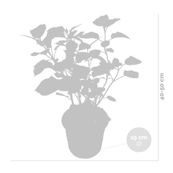 Bloomique - Hydrangea Pink Annabelle - Hortensie - Rosa - Gartenpflanzen - Winterhart - 40-50 cm Hoch - Topf 19 cm