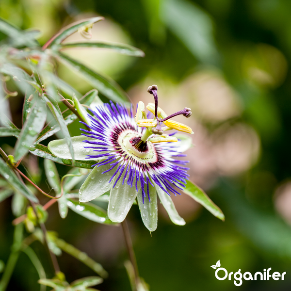 Blühende Passionsblume mit grünen Blättern und Wassertropfen. Organifer Logo.