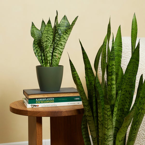 Bloomique - 2er Set - Sansevieria Zeylanica - Bogenhanf - Sukkulenten - Zimmerpflanzen - Sehr Pflegeleicht - Höhe 30-40 cm - Topf 12 cm