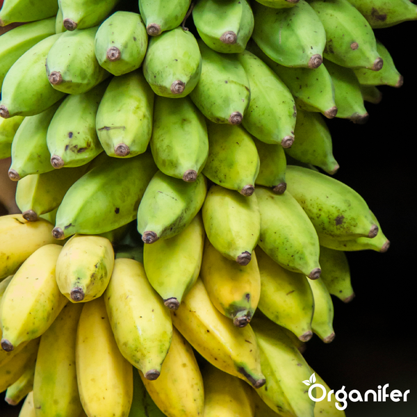 Bananenstaude in verschiedenen Reifestadien. Organifer Logo.